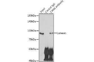 Immunoprecipitation analysis of 300 μg extracts of NIH/3T3 cells using 3 μg Calnexin antibody (ABIN7266031). (Calnexin antibody  (AA 501-592))