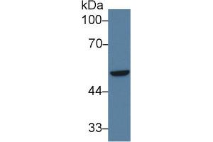 Western blot analysis of Human A549 cell lysate, using Human IRF6 Antibody (3 µg/ml) and HRP-conjugated Goat Anti-Rabbit antibody (