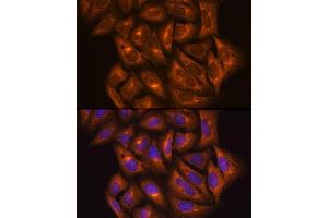 Immunofluorescence analysis of U2OS cells using PKM2 Rabbit pAb (ABIN6128296, ABIN6145714, ABIN6145715 and ABIN6218076) at dilution of 1:100 (40x lens). (PKM antibody  (AA 11-221))