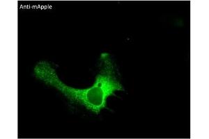 Immunofluorescence (IF) image for anti-mApple Fluorescent Protein antibody (ABIN7273083) (mApple Fluorescent Protein antibody)
