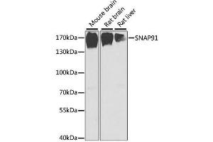 Western blot analysis of extracts of various cell lines, using SNAP91 antibody. (SNAP91 antibody  (AA 321-600))