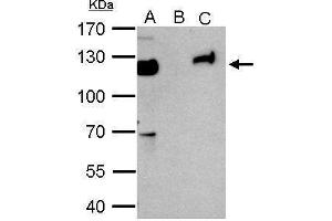 Immunoprecipitation (IP) image for anti-Tripartite Motif Containing 28 (TRIM28) antibody (ABIN2855331)