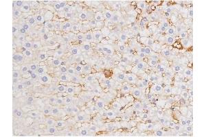 ABIN6267358 at 1/200 staining Rat liver tissue sections by IHC-P. (MAPT antibody  (pThr212))
