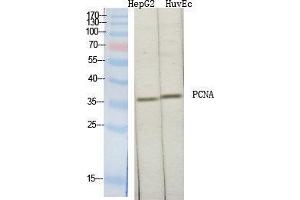 Western Blot (WB) analysis of specific cells using PCNA Polyclonal Antibody. (PCNA antibody  (Internal Region))