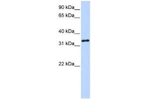 HAAO antibody used at 1 ug/ml to detect target protein. (HAAO antibody  (N-Term))
