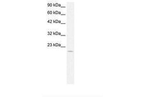 Image no. 1 for anti-Aryl Hydrocarbon Receptor Nuclear Translocator-Like (ARNTL) (AA 44-91) antibody (ABIN202086) (ARNTL antibody  (AA 44-91))