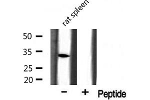 Western blot analysis of extracts from rat spleen, using BST1 antibody.