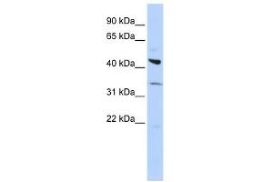 ADRB2 antibody (70R-10424) used at 0. (beta 2 Adrenergic Receptor antibody  (Middle Region))