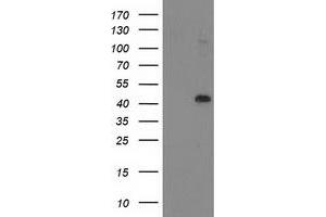 HEK293T cells were transfected with the pCMV6-ENTRY control (Left lane) or pCMV6-ENTRY NIF3L1 (Right lane) cDNA for 48 hrs and lysed. (NIF3L1 antibody)