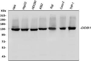 Western blot analysis of DDB1 using anti-DDB1 antibody (ABIN3043823). (DDB1 antibody  (AA 1011-1140))