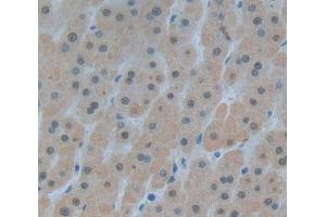 Used in DAB staining on fromalin fixed paraffin- embedded Kidney tissue (Pirin antibody  (AA 1-290))