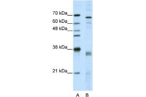 WB Suggested Anti-SFRS1 Antibody Titration:  5. (SRSF1 antibody  (Middle Region))