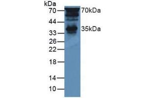 Western blot analysis of Mouse Brain Tissue. (PTF1A antibody  (AA 177-328))