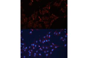 Immunofluorescence analysis of C6 cells using GN Polyclonal Antibody (ABIN7267538) at dilution of 1:100 (40x lens). (GNAI2 antibody  (AA 1-355))