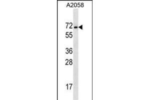 GEE2 Antibody (C-term) (ABIN657099 and ABIN2837895) western blot analysis in  cell line lysates (35 μg/lane). (MAGEE2 antibody  (C-Term))