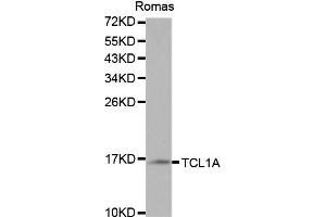 Western blot analysis of extracts of Ramos cells, using TCL1A antibody (ABIN5970229) at 1/1000 dilution. (TCL1A antibody)