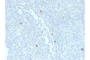 Formalin-fixed, paraffin-embedded human Tonsil stained with IgM Mouse Recombinant Monoclonal Antibody (rIM373). (Recombinant IGHM antibody)