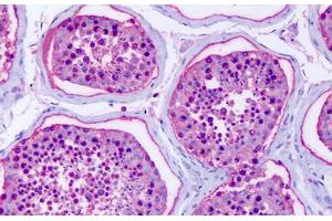 Anti-GPR75 antibody IHC staining of human testis. (GPR75 antibody  (C-Term))
