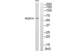 Western blot analysis of extracts from NIH/3T3 cells, using RGS14 antibody. (RGS14 antibody  (Internal Region))
