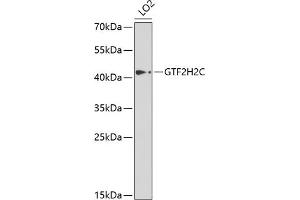 Western blot analysis of extracts of LO2 cells, using GTF2H2C antibody  at 1:1000 dilution.