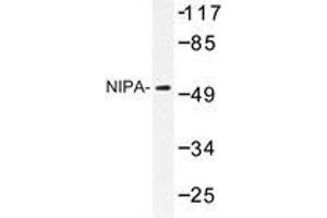 Western blot analysis of NIPA antibody in extracts from COS7 cells.