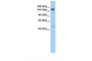 TEX14 antibody  (AA 1044-1093)