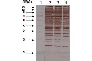 Western-blotting of HEK cell Lysate (HCP antibody)