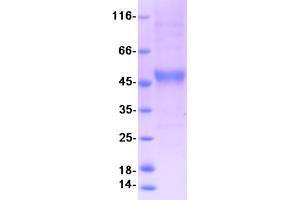 Validation with Western Blot (PGLYRP4 Protein (Myc-DYKDDDDK Tag))