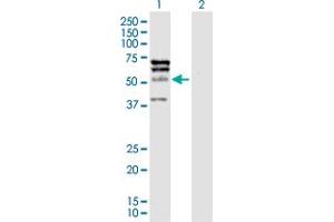 ELK4 antibody  (AA 1-405)