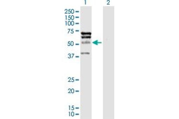 ELK4 Antikörper  (AA 1-405)