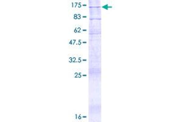 ATP9A Protein (AA 1-1047) (GST tag)