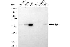 Western blotting analysis using c-Myc antibody (ABIN7799505). (c-MYC antibody)
