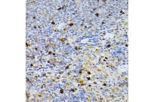 Immunohistochemistry of paraffin-embedded rat spleen using SERPINB1 Rabbit pAb (ABIN6131408, ABIN6147583, ABIN6147584 and ABIN6221861) at dilution of 1:100 (40x lens). (SERPINB1 antibody  (AA 100-379))