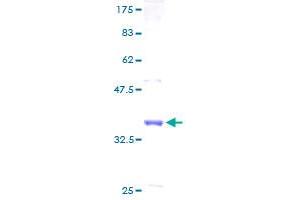 MLLT11 Protein (AA 1-90) (GST tag)
