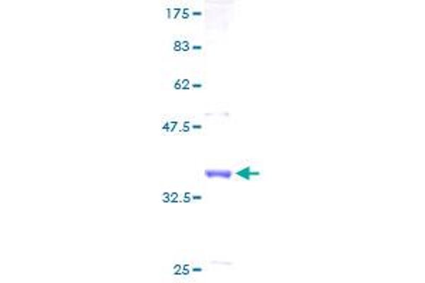 MLLT11 Protein (AA 1-90) (GST tag)