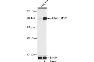 Western blot analysis of extracts of NIH/3T3 cells, using Phospho-EIF4G1-S1108 antibody (ABIN7267045) at 1:1000 dilution. (EIF4G1 antibody  (pSer1108))