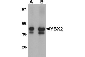 Western Blotting (WB) image for anti-Y Box Binding Protein 2 (YBX2) (C-Term) antibody (ABIN1030807) (YBX2 antibody  (C-Term))