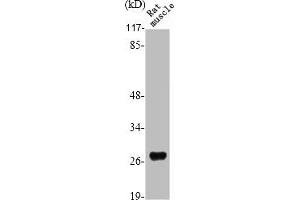 Western Blot analysis of RAT-MUSCLE cells using Six3/6 Polyclonal Antibody (SIX Homeobox 6 antibody  (Internal Region))