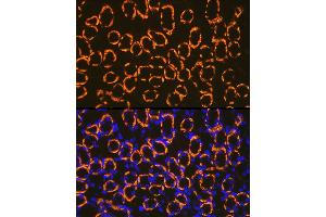 Immunofluorescence analysis of mouse kidney cells using Cadherin 16 Rabbit mAb (ABIN7266003) at dilution of 1:100 (40x lens). (Cadherin-16 antibody)