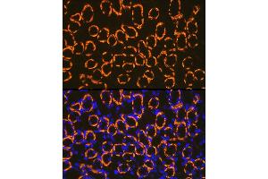Immunofluorescence analysis of mouse kidney cells using Cadherin 16 Rabbit mAb (ABIN7266003) at dilution of 1:100 (40x lens). (Cadherin-16 antibody)