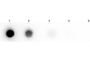 Dot Blot results of Rabbit Anti-Beta Amylase Biotin Conjugated. (beta-Amylase 1 antibody  (Biotin))