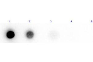 Dot Blot results of Rabbit Anti-Beta Amylase Biotin Conjugated. (Amylase beta antibody  (Biotin))