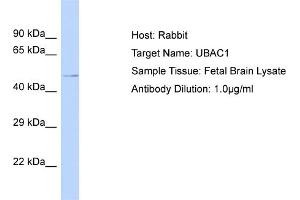 Host: Rabbit Target Name: UBAC1 Sample Tissue: Human Fetal Brain Antibody Dilution: 1ug/ml (UBAC1 antibody  (N-Term))