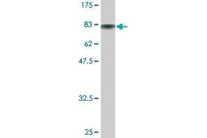 Western Blot detection against Immunogen (80. (SF3A3 antibody  (AA 1-501))