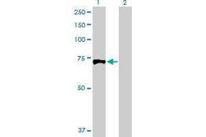 Western Blot analysis of EXT1 expression in transfected 293T cell line by EXT1 MaxPab polyclonal antibody. (EXT1 antibody  (AA 1-746))