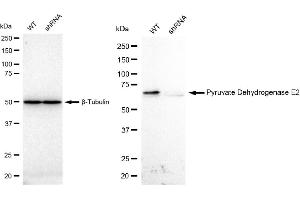 Western blotting analysis using Pyruvate Dehydrogenase E2 antibody (ABIN7798243).