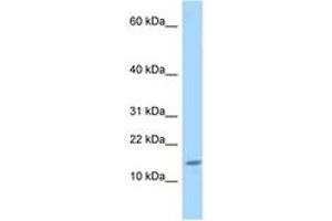 Image no. 1 for anti-Glutaredoxin 1 (GRX1) (AA 30-79) antibody (ABIN6748279) (Glutaredoxin 1 antibody  (AA 30-79))