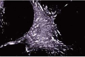 Immunofluorescence staining of human fibroblasts. (TGFB1I1 antibody  (AA 73-186))