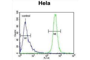 Flow Cytometry (FACS) image for anti-IMP3, U3 Small Nucleolar Ribonucleoprotein (IMP3) antibody (ABIN3004369) (IMP3 antibody)