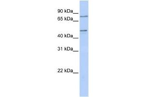 Western Blotting (WB) image for anti-Zinc Finger Protein 491 (ZNF491) antibody (ABIN2458451) (ZNF491 antibody)